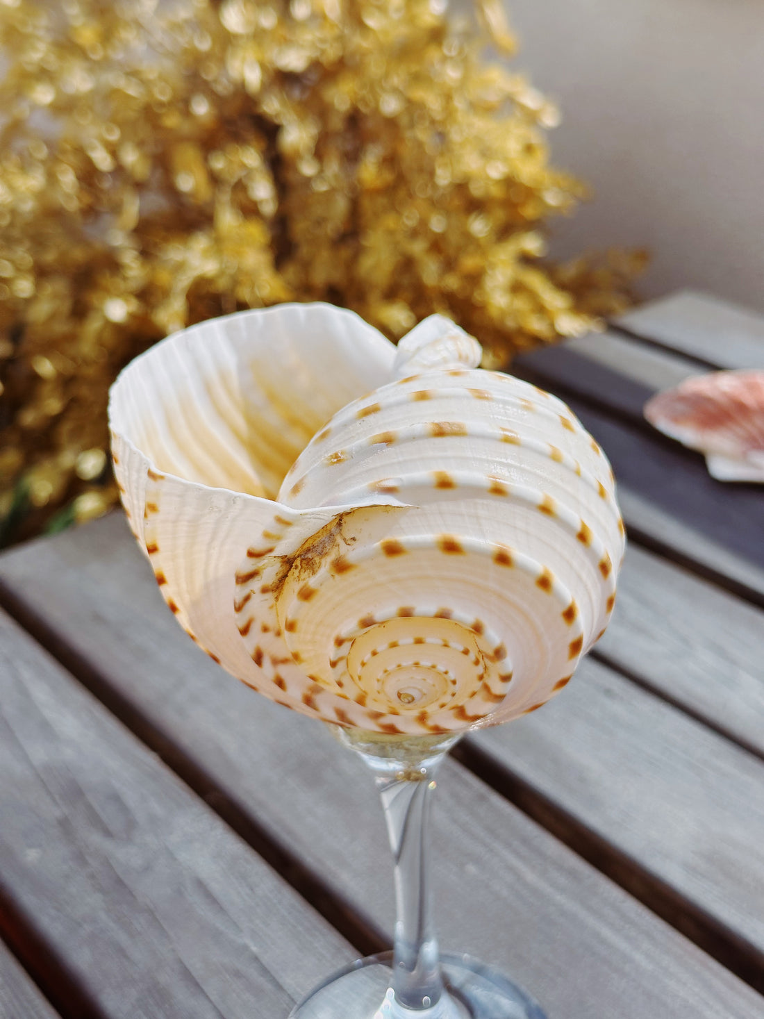 Shell Stemware